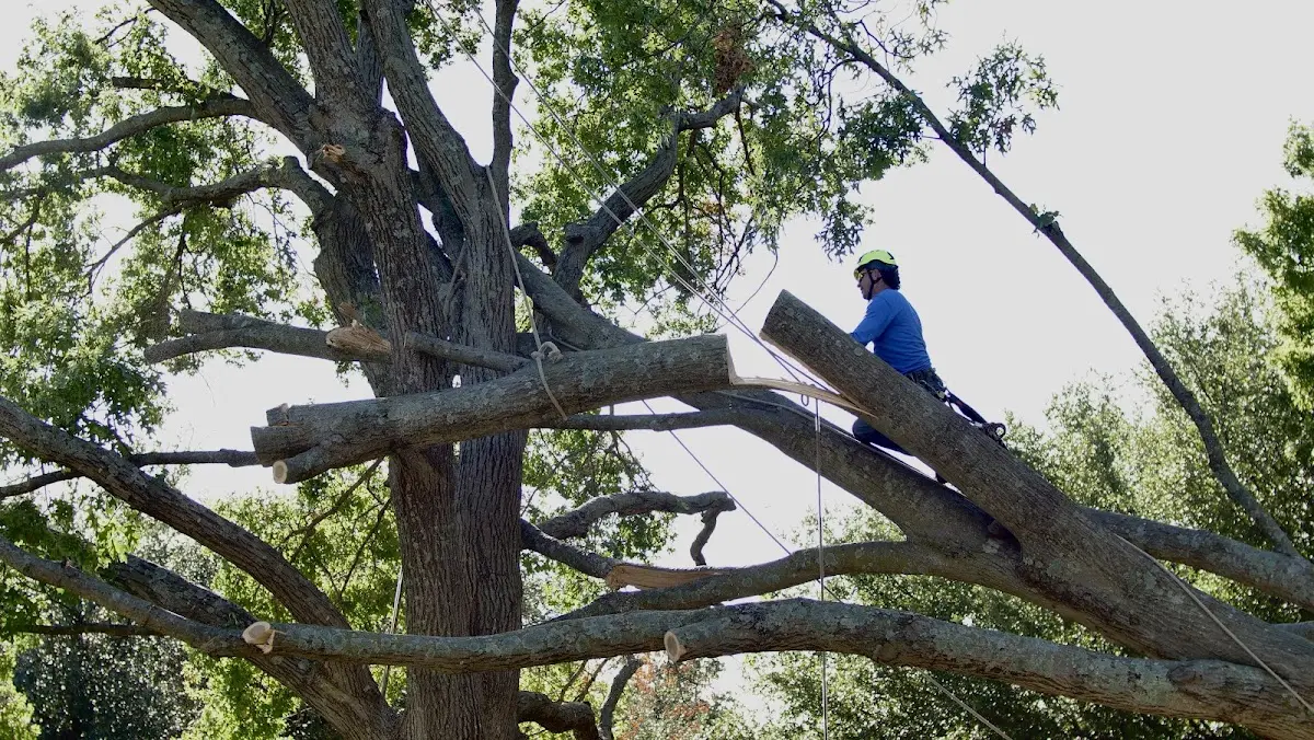 Professional Crown Thinning performed by certified arborists in Riegelsville
