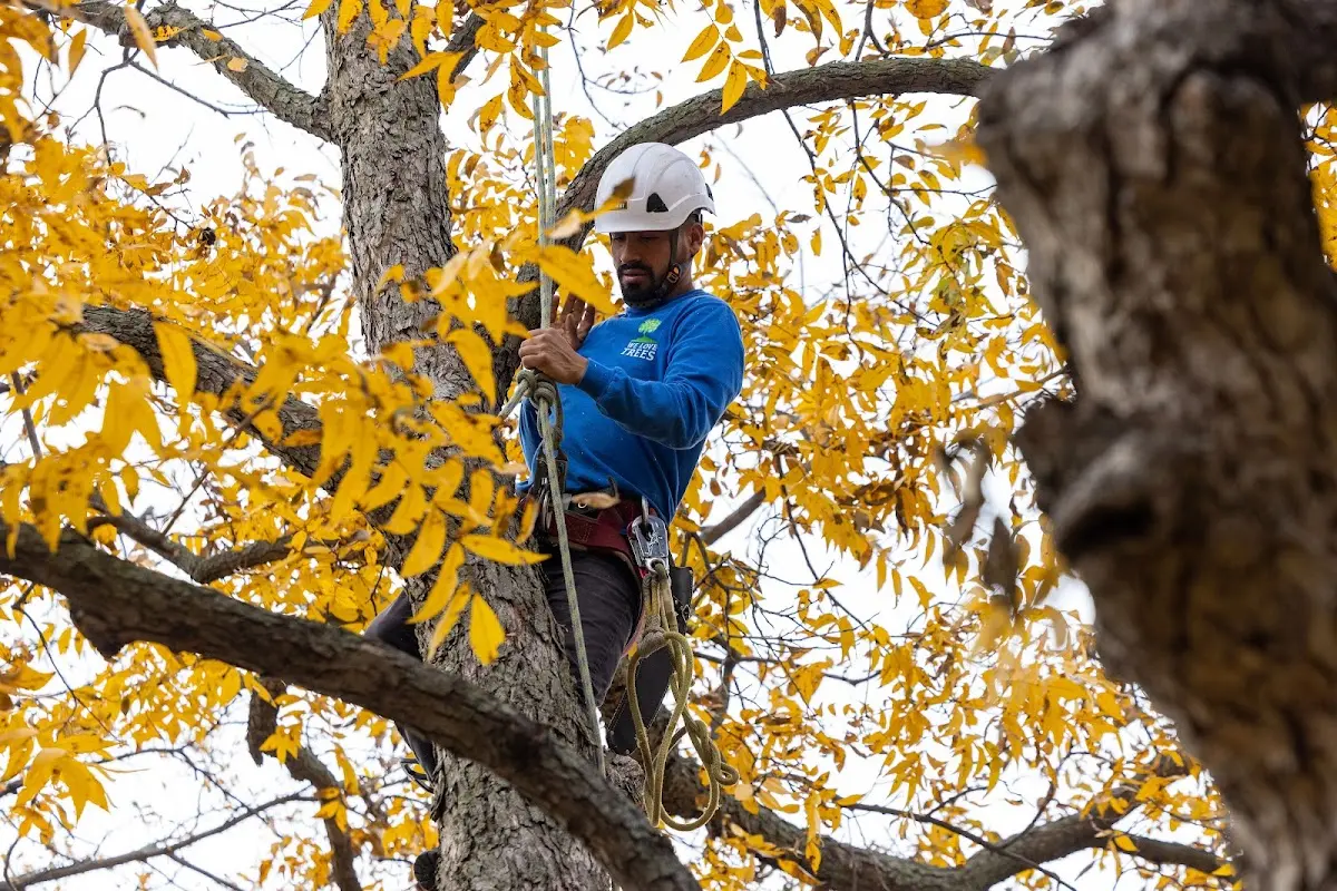 Skilled Tree Pruning crew working in Riegelsville